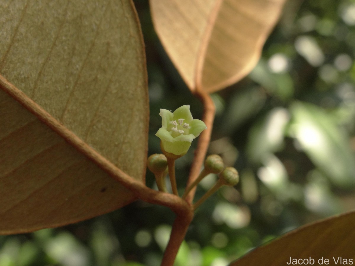 Chrysophyllum oliviforme L.